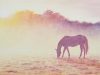 Easy Horse Silhouette Landscape Acrylic Painting LIVE Tutorial