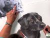 How to Paint a Dog39s Face with Watercolor Artist Nancy