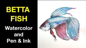 Watercolor Pen amp Ink Study e4 Betta Fish