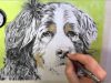 A Realistic Drawing of a Bernese Mountain Dog