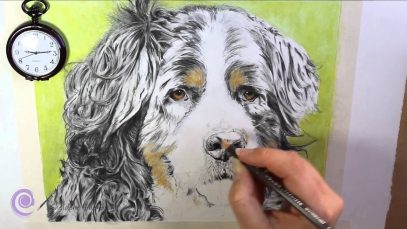 A Realistic Drawing of a Bernese Mountain Dog