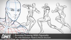 Anatomy Drawing With Figurosity The Male Mannequin Model amp