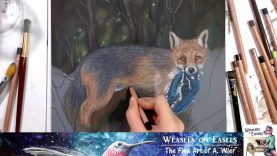 Drawing a Grey Fox in Colored Pencils Weasels on