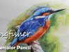 How to Paint A Kingfisher in Watercolor Pencil