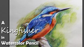 How to Paint A Kingfisher in Watercolor Pencil