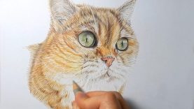 How to draw realistic cat fur with colored pencils