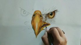 Easy How to Draw a Bald Eagle Face