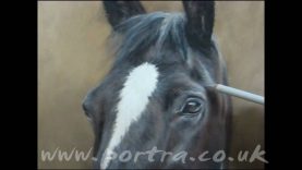 Speed Painting Horse portrait in pastel Cara