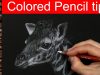 Colored Pencil Drawing Tips layering and highlights Faber Castell