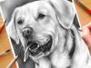 HOW TO DRAW A DOG Realistic Drawing Tutorial Step by
