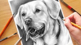 HOW TO DRAW A DOG Realistic Drawing Tutorial Step by