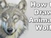 how to draw a wolf realistc animals drawing lesson