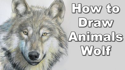 how to draw a wolf realistc animals drawing lesson