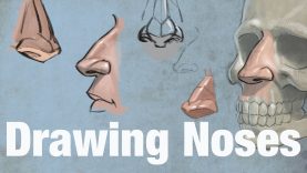 Drawing Noses How to Draw Noses
