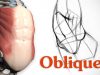 How to Draw Obliques Anatomy and Motion