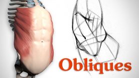 How to Draw Obliques Anatomy and Motion