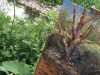 Painting a Weathered Tree with Color Plein Air Painting