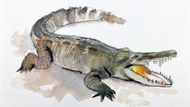 How to Draw and Paint a Crocodile in Watercolor