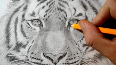 How to Draw a Tiger Realistic Pencil Drawing