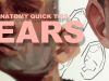 Anatomy Quick Tips Ears