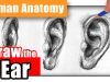 How to Draw the Ear the Easy Way Different