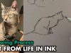 How I Draw My Cat from Life Drawing Tutorial