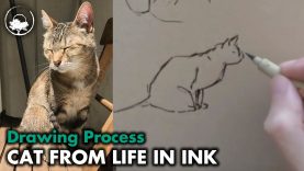 How I Draw My Cat from Life Drawing Tutorial