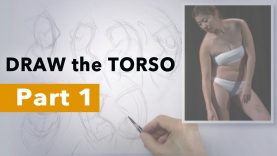 How to Draw the Torso Exercise Part 1 Observation