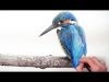 How to paint a vibrant Kingfisher bird in watercolour forget