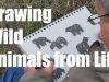 Drawing Animals From Life in Montana