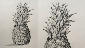 Pineapple Drawing in Pencil | Fruit Drawing | Pencil Sketch