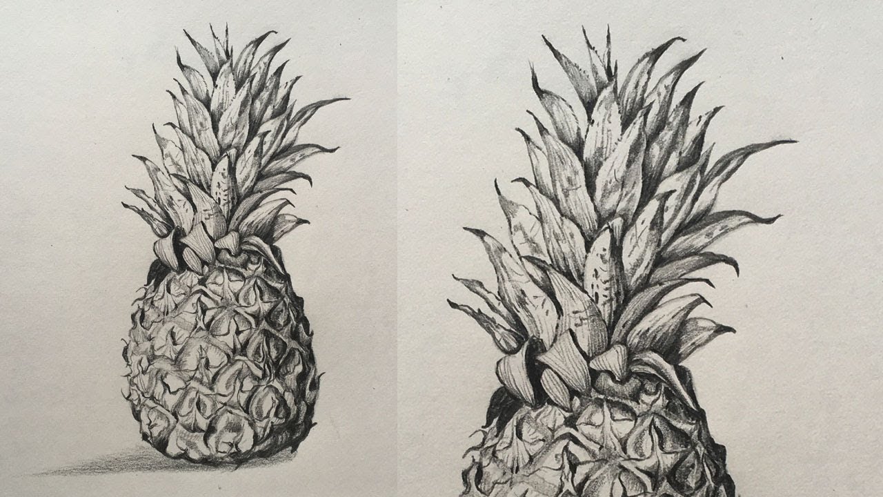 Pineapple Drawing Vector Art, Icons, and Graphics for Free Download