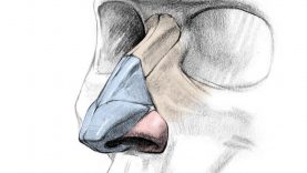 How to Draw a Nose – Anatomy and Structure