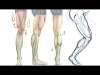How to Draw the Muscles of the Leg – the