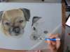 Drawing Border Terriers | Coloured Pencil | TIMELAPSE