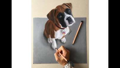 How to draw a relistic 3D boxer dog with colored