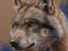 Wolf in pastel by Marjolein Kruijt – pastel painting wildlife