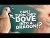 THIS CAN'T GO WRONG?! | Transforming a Dove into a