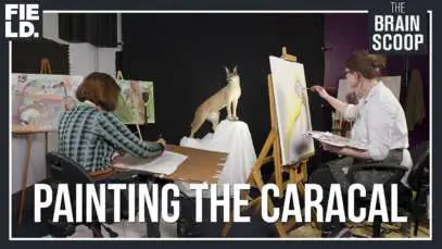 Painting the CARACAL