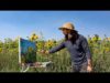 Plein Air Painting: Farm Sunflowers
